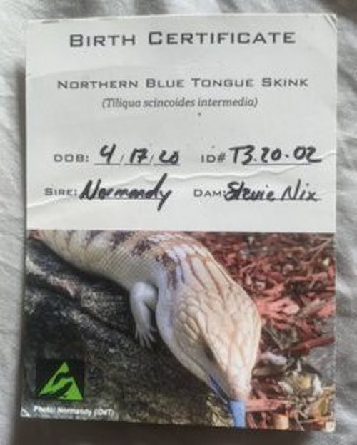 baby doom's birth certificate, featuring the date Apr 17 2020 and the names of her parents, Normandy and Stevie Nix. There is a picture of her dad Normandy on it.