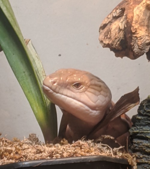 doom with her face resting between two leaves of a plant in her cage