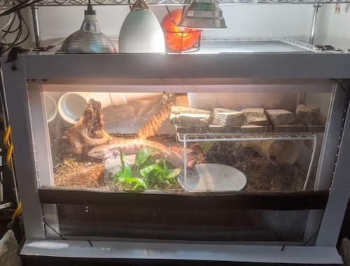 picture taken after rearranging. the layout of the loft and climbing tube have been reversed, and there is a large piece of driftwood and several new rocks.