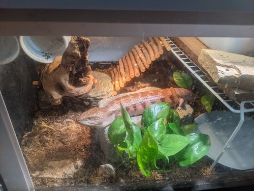 close-up of Doom basking on her big rock