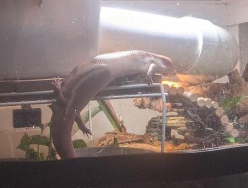 doom perched on the upper platform in her cage, her front paws are resting on it but her hips are twisted at a 90 degree angle with the little stubby legs splayed against the front window