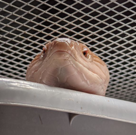 skinkface from below, looking smug as she peers over the edge of her bin