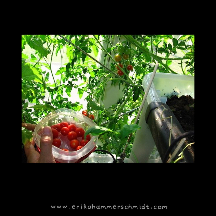 my garden with fresh tomatoes 