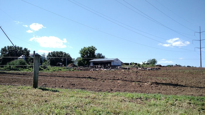 A cattle farm near our home 