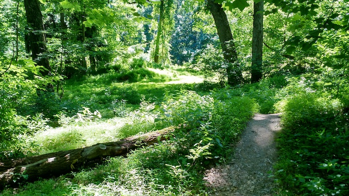 Meadow in Wildlands Conservancy. 