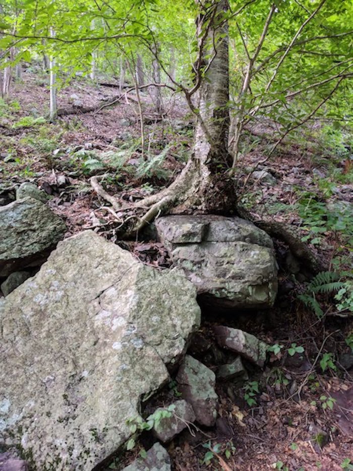 Pocono Snake Farm and Delaware Water Gap