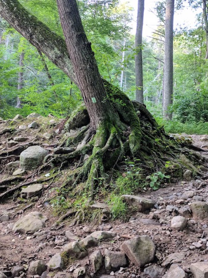 Pocono Snake Farm and Delaware Water Gap